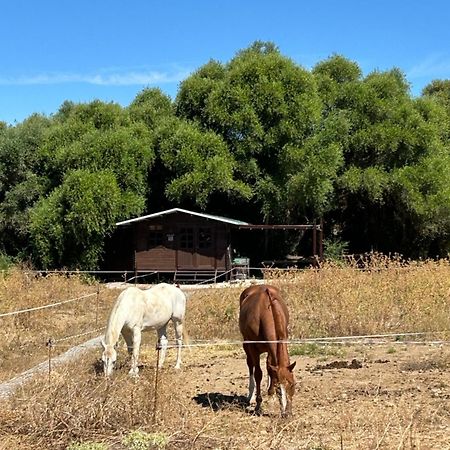 Cabana Rustica En Un Rancho Con Caballos, Prado Del Rey, Andalucia Ngoại thất bức ảnh
