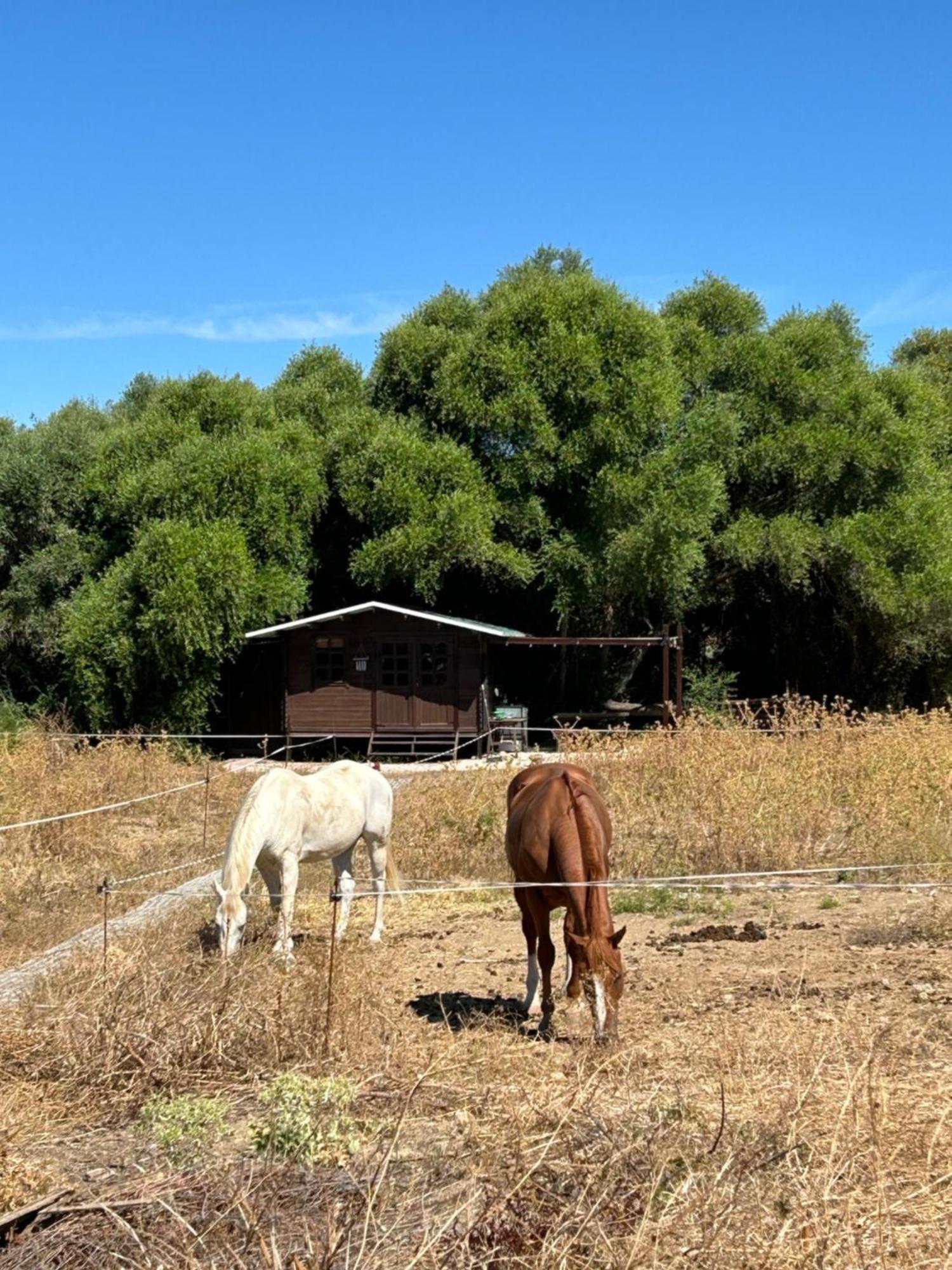 Cabana Rustica En Un Rancho Con Caballos, Prado Del Rey, Andalucia Ngoại thất bức ảnh