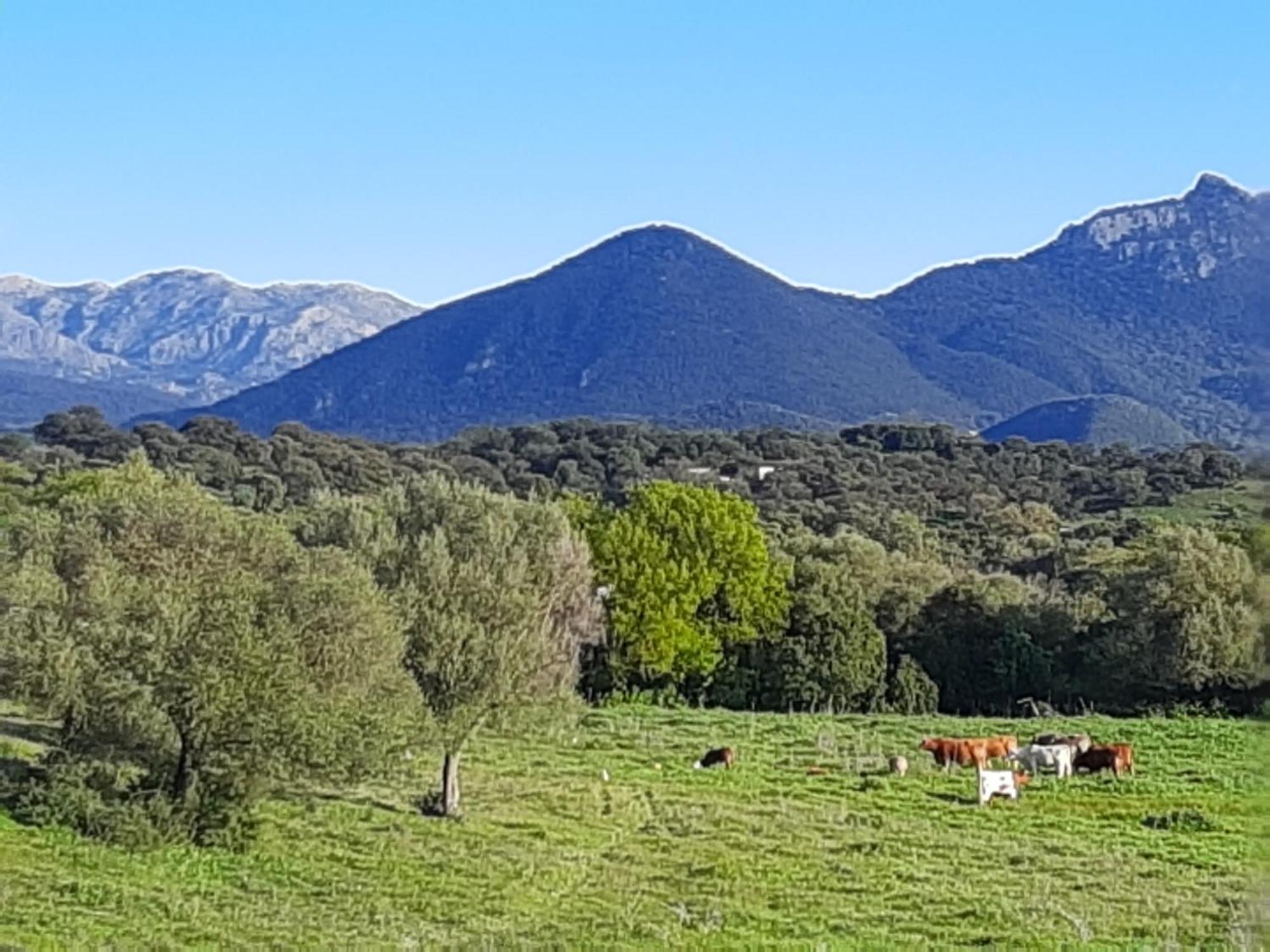 Cabana Rustica En Un Rancho Con Caballos, Prado Del Rey, Andalucia Ngoại thất bức ảnh