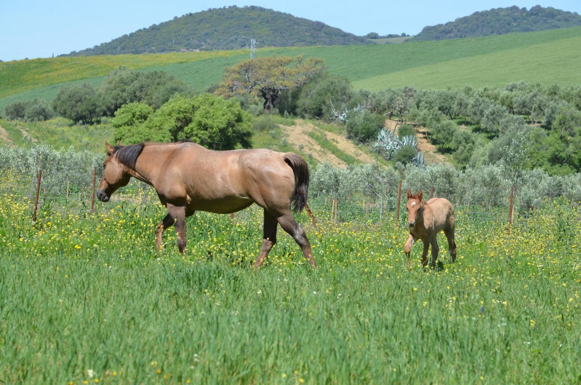 Cabana Rustica En Un Rancho Con Caballos, Prado Del Rey, Andalucia Ngoại thất bức ảnh
